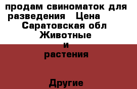 продам свиноматок для разведения › Цена ­ 22 - Саратовская обл. Животные и растения » Другие животные   